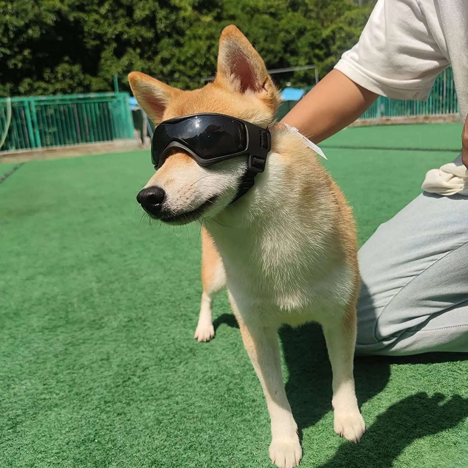 Dog UV Protection Sunglasses