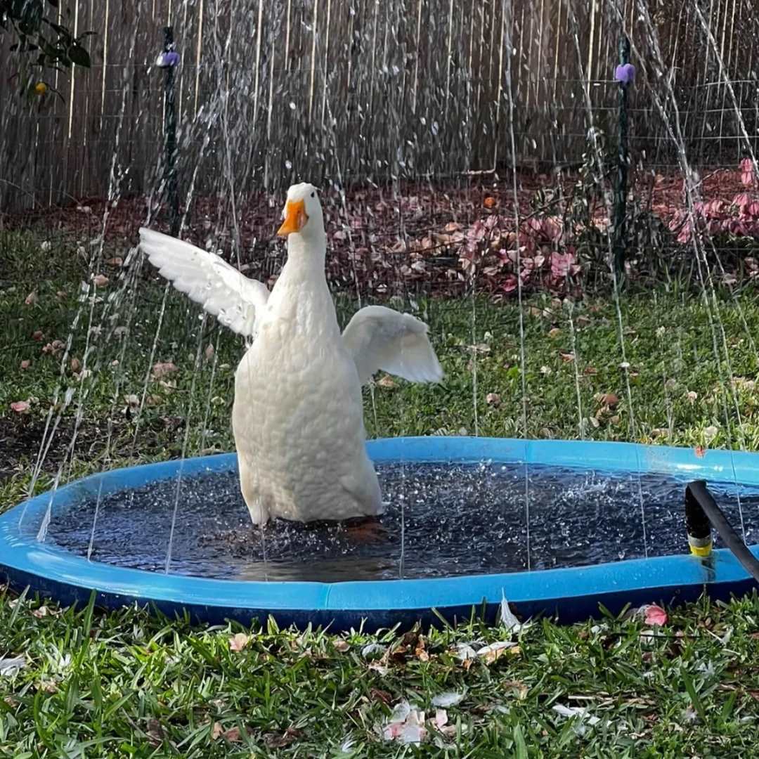 Inflatable Pet Swimming Pool